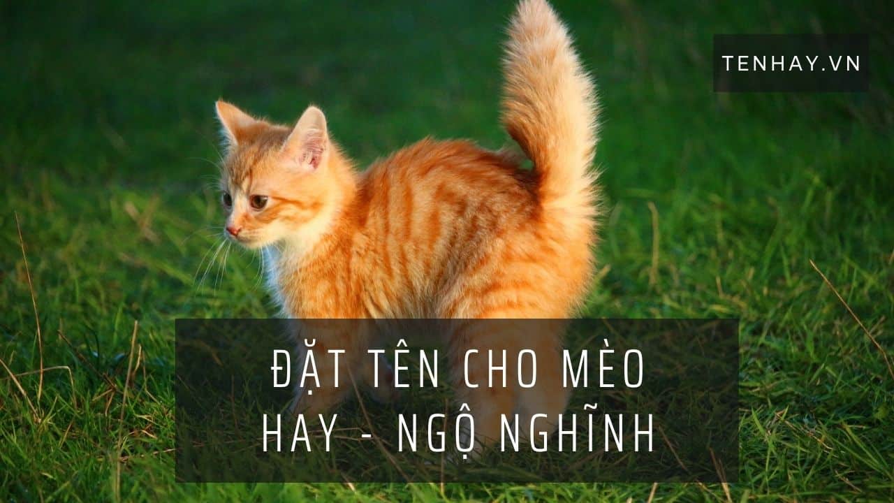 Đặt Tên Cho Mèo Hay ❤️️ 200+ Tên Mèo Ngộ Nghĩnh