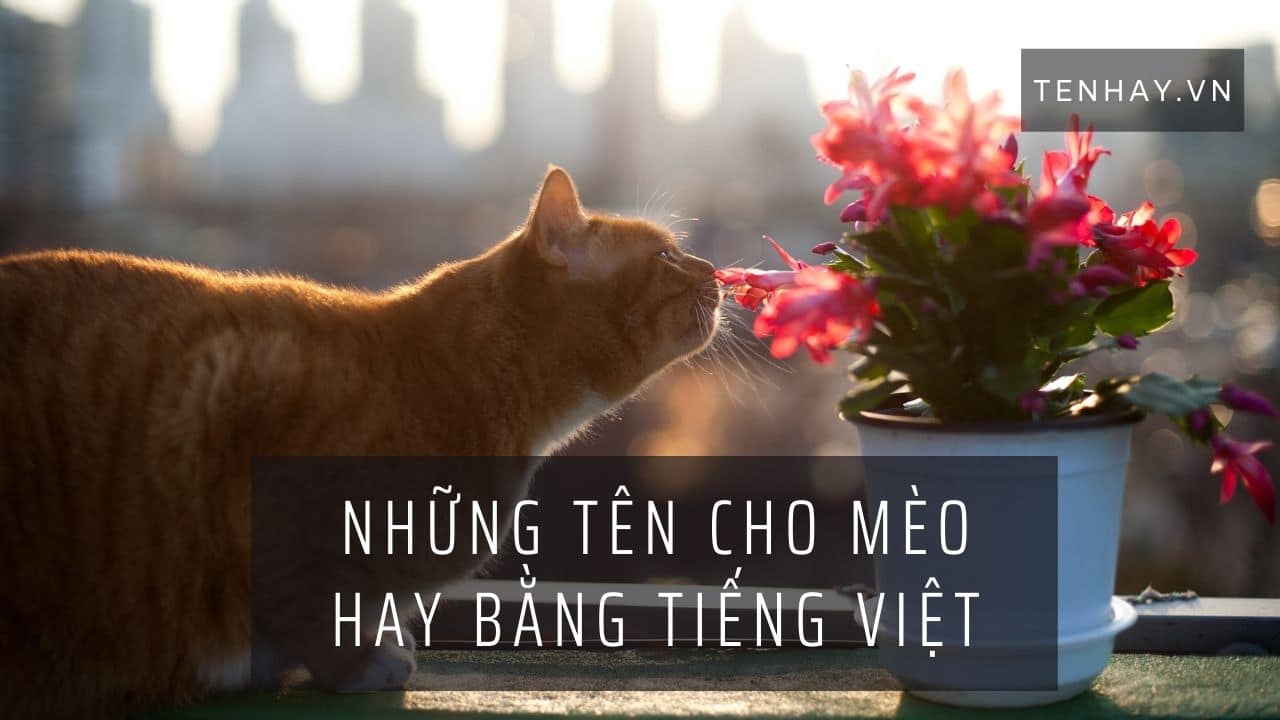 Tên Cho Mèo Hay Bằng Tiếng Việt ❤️️100+ Biệt Danh Cho Mèo