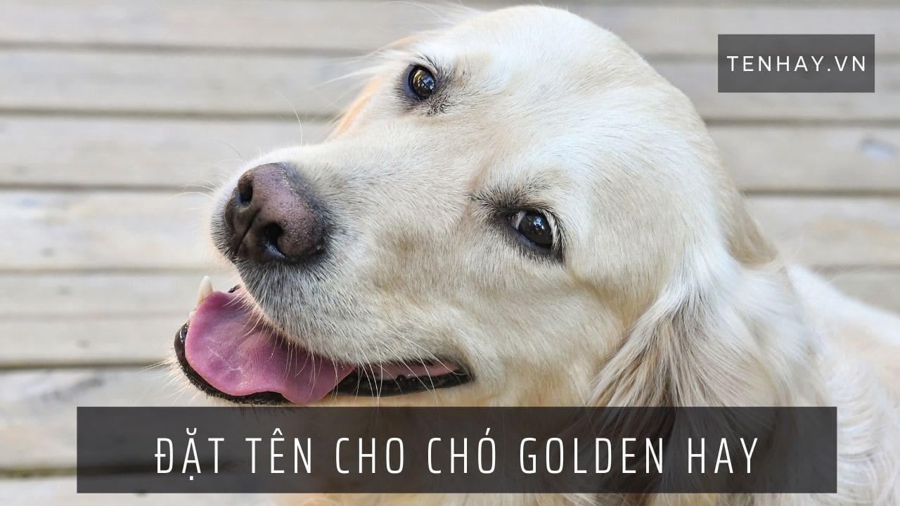 Đặt Tên Cho Chó Golden