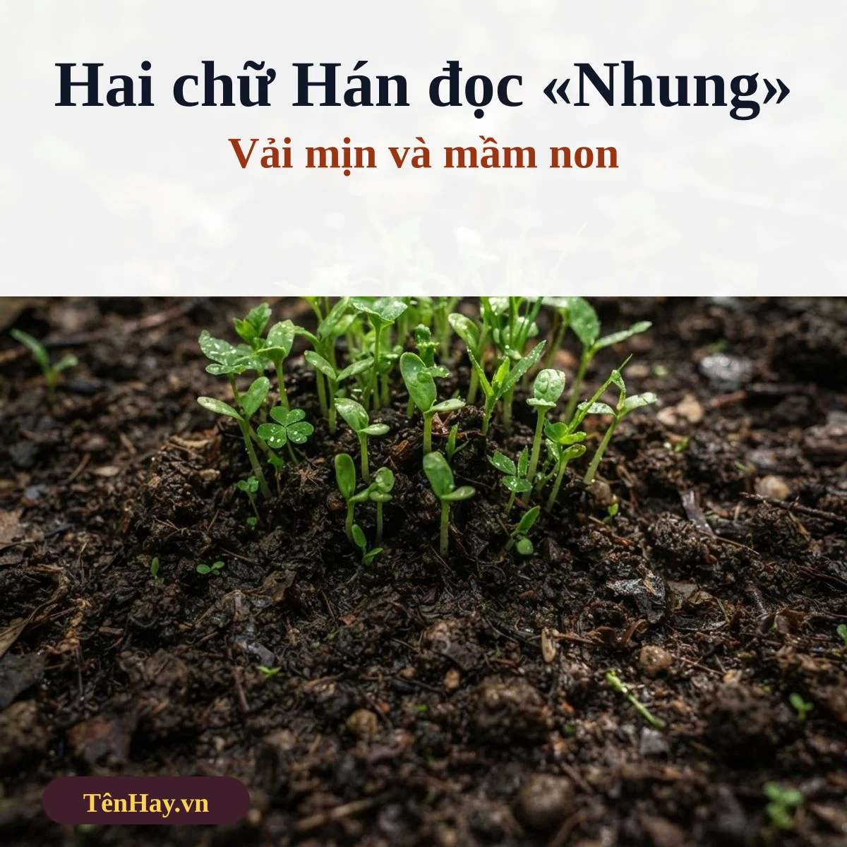Mầm xanh non nhú trên đất: chữ Hán 茸 nghĩa mầm nõn trong tên Nhung